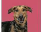 Adopt Orchid a Shepherd, Mixed Breed