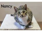 Adopt Nancy a Domestic Short Hair