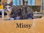 Adopt Missy a Calico