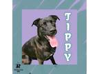 Adopt Tippy a Mixed Breed