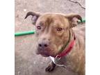 Adopt Sara 406493 FosterHomePottyCrateTrained a Pit Bull Terrier