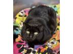 Adopt Bella a Domestic Short Hair