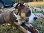 Adopt Vella a American Staffordshire Terrier, Mixed Breed