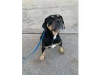 Adopt Helga a Rottweiler, Mixed Breed