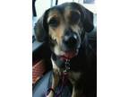 Adopt Lula Mae a Coonhound, Beagle
