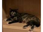 Adopt Ruby a Domestic Short Hair