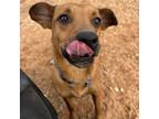 Adopt Laurel a German Shepherd Dog, Pit Bull Terrier