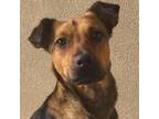 Adopt Shamrock a German Shepherd Dog, Jack Russell Terrier