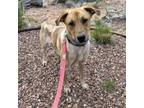 Adopt Mantis a German Shepherd Dog, Hound