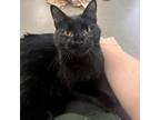 Adopt Rowdy a Domestic Short Hair