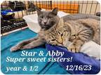 Adopt Star and Abbey a Tabby