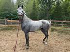 Adopt Jasmine a Arabian