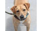 Adopt Spirit a Labrador Retriever, Terrier