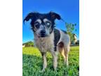 Adopt Mokey Fraggle a Jack Russell Terrier, Schnauzer