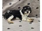 Adopt Vicky a Havanese, Poodle