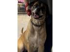 Adopt Tilly a Mastiff