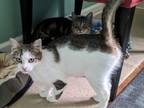 Adopt Cinder a American Shorthair, Tabby