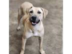 Adopt Willow a Black Mouth Cur