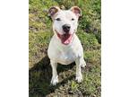 Adopt ROE a Pit Bull Terrier