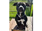 Adopt Tinsley a Pit Bull Terrier