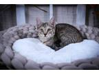 Adopt Meatloaf a Dilute Calico, Tabby