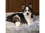 Adopt Sofia the First a Cardigan Welsh Corgi, Mixed Breed