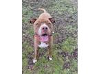 Adopt Allie a American Staffordshire Terrier, Pit Bull Terrier