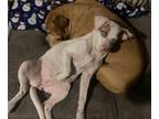 Adopt Deafy and Shelby a Catahoula Leopard Dog