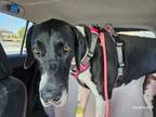 Adopt Lucy a Great Dane