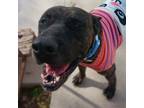 Adopt Mercedes a Mastiff