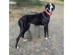 Adopt Luna D a Great Dane