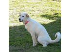 Adopt London a Great Pyrenees