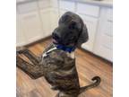 Adopt Ruby a Great Dane, Treeing Walker Coonhound