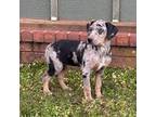 Catahoula Leopard Dog Puppy for sale in Muldrow, OK, USA