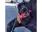 Adopt Sombra a Patterdale Terrier / Fell Terrier, American Bully