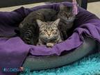 Adopt Paris and Claudia a Tabby