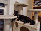 Adopt Houdina a Domestic Short Hair