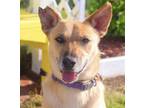 Adopt Rosie **URGENT** a German Shepherd Dog, Labrador Retriever