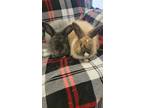 Adopt Sweet Pea (black - bonded with Opie) a Jersey Wooly, Angora Rabbit