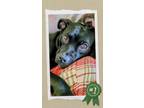 Adopt Gracie a American Staffordshire Terrier, Black Labrador Retriever