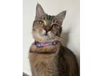 Adopt Catniss a Tabby, Abyssinian