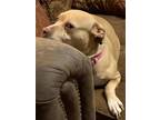 Adopt Stormy a American Staffordshire Terrier, Pit Bull Terrier