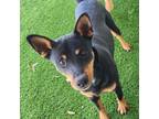 Adopt Morty a Australian Cattle Dog / Blue Heeler