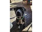 Adopt Tino a American Staffordshire Terrier, Pit Bull Terrier