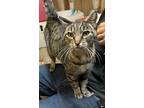 Adopt Kotter a Tabby, Domestic Short Hair