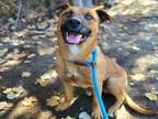 Adopt HOLIDAY a German Shepherd Dog, Pit Bull Terrier