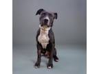 Adopt Marco a Pit Bull Terrier, Mixed Breed