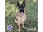 Adopt LINCOLN a German Shepherd Dog