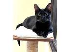 Adopt Kitten Mochi a Domestic Short Hair