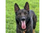 Adopt BEAR a German Shepherd Dog